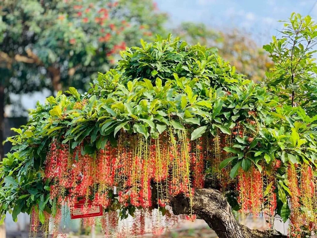 Ông bà dặn: "Trồng cây là gieo phúc" - 5 loài cây nên trồng để dòng họ thịnh, con cháu bình an!- Ảnh 1. Ông bà dặn: "Trồng cây là gieo phúc" - 5 loài cây nên trồng để dòng họ thịnh, con cháu bình an!- Ảnh 1.