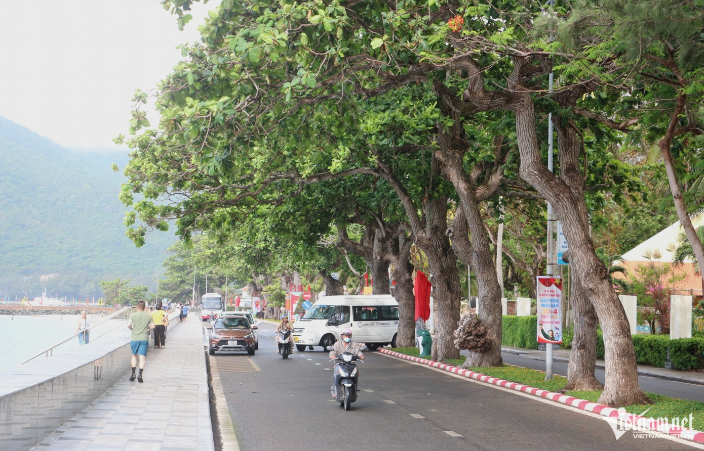 Những “cụ bàng” trăm tuổi trụ vững giữa gió biển Côn Đảo: Vì sao có thể sống lâu đến vậy?- Ảnh 1. Những “cụ bàng” trăm tuổi trụ vững giữa gió biển Côn Đảo: Vì sao có thể sống lâu đến vậy?- Ảnh 1.