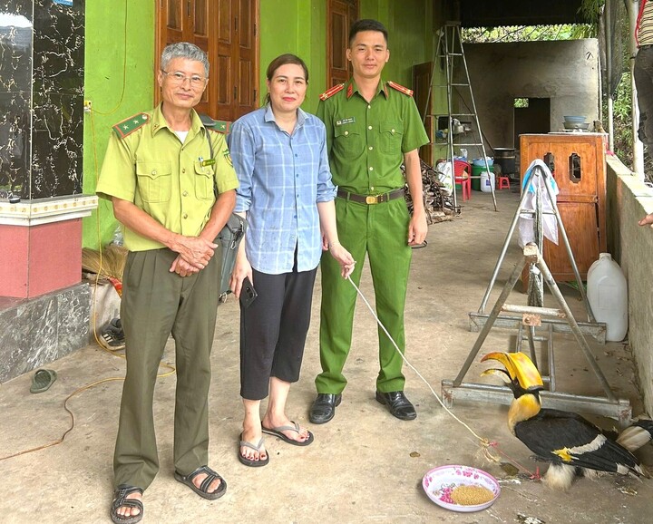 Chim hồng hoàng quý hiếm bay vào nhà dân ở Nghệ An- Ảnh 1.