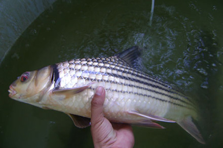 Ẩn trong tán rừng Tây Nguyên tồn tại một “kho báu” chỉ có ở Việt Nam- Ảnh 2.