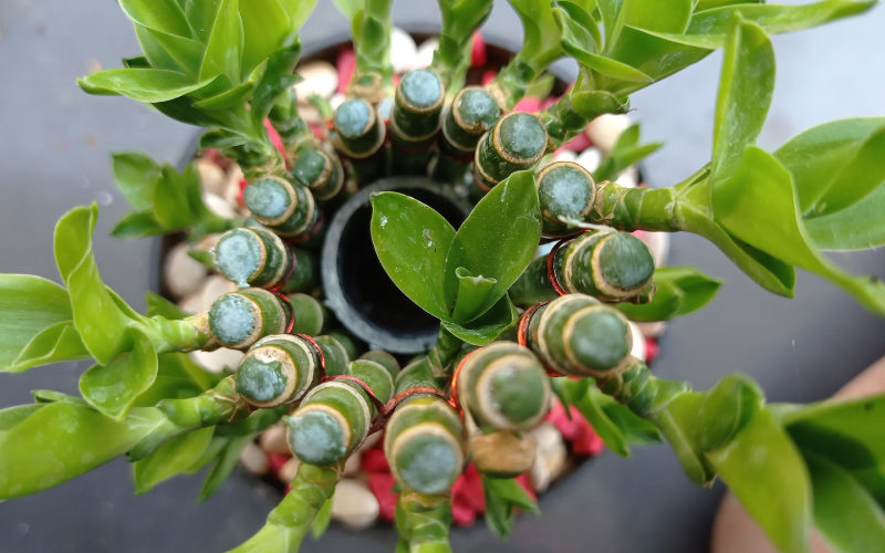 Đặt cây gì ở "tài vị" cho hút lộc? 5 loài cây dễ chăm, đẹp nhà, tiền về đều đặn- Ảnh 1. Đặt cây gì ở "tài vị" cho hút lộc? 5 loài cây dễ chăm, đẹp nhà, tiền về đều đặn- Ảnh 1.
