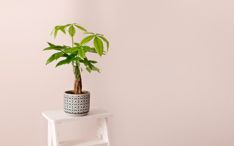 Đặt cây gì ở "tài vị" cho hút lộc? 5 loài cây dễ chăm, đẹp nhà, tiền về đều đặn- Ảnh 3. Đặt cây gì ở "tài vị" cho hút lộc? 5 loài cây dễ chăm, đẹp nhà, tiền về đều đặn- Ảnh 3.
