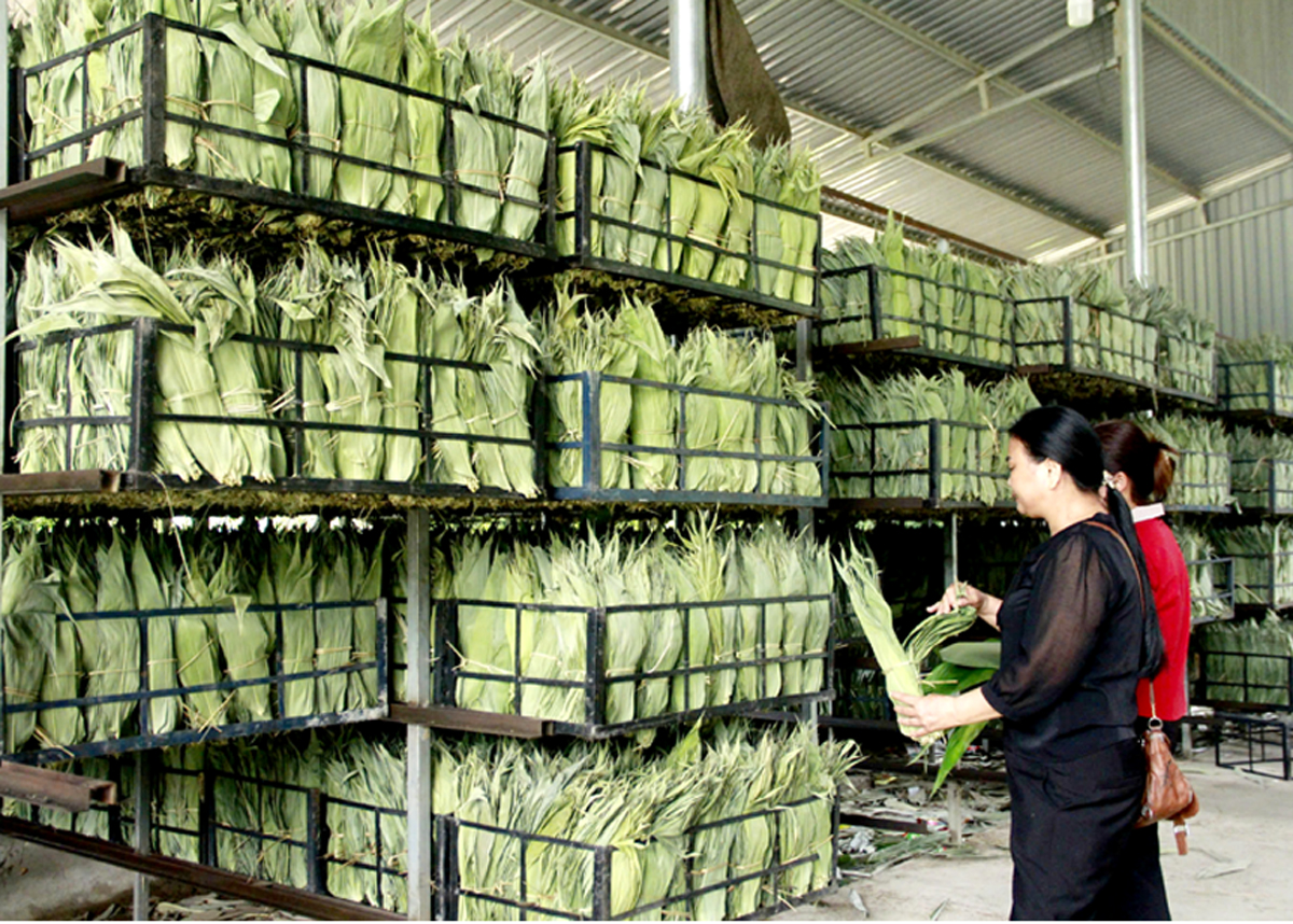 Từ phụ phẩm thành "vàng xanh": Mặt hàng của VN được thế giới săn lùng, tăng giá hơn 10 lần khi xuất ngoại- Ảnh 3. Từ phụ phẩm thành "vàng xanh": Mặt hàng của VN được thế giới săn lùng, tăng giá hơn 10 lần khi xuất ngoại- Ảnh 3.