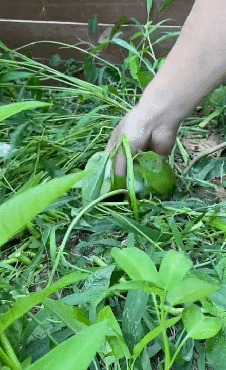 Hội chị em phát sốt trước căn bếp trong mơ của gia chủ như tổng tài - biệt phủ nghìn m² chỉ là nền!- Ảnh 10.