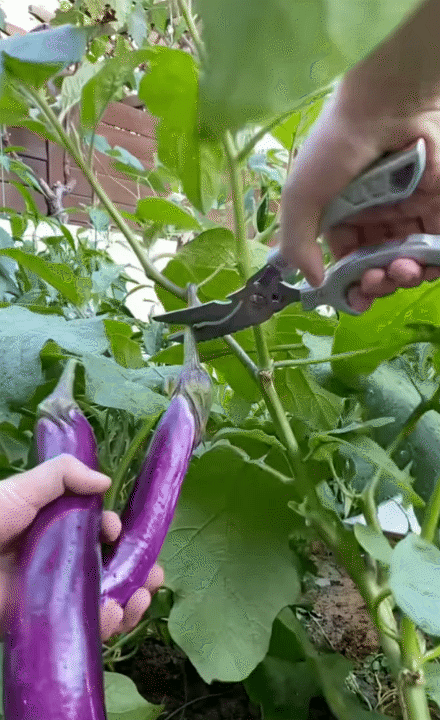 Hội chị em phát sốt trước căn bếp trong mơ của gia chủ như tổng tài - biệt phủ nghìn m² chỉ là nền!- Ảnh 8.