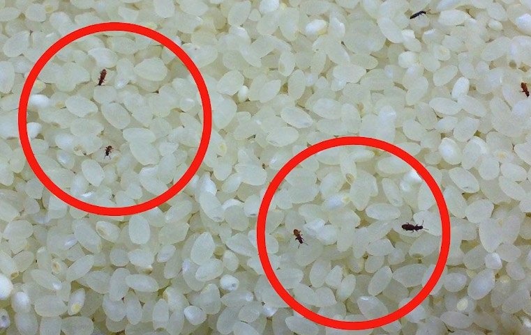 Ông bà dặn không sai: Cất gạo ở 5 nơi này, nhà nào cũng dễ mắc bệnh- Ảnh 1. Ông bà dặn không sai: Cất gạo ở 5 nơi này, nhà nào cũng dễ mắc bệnh- Ảnh 1.