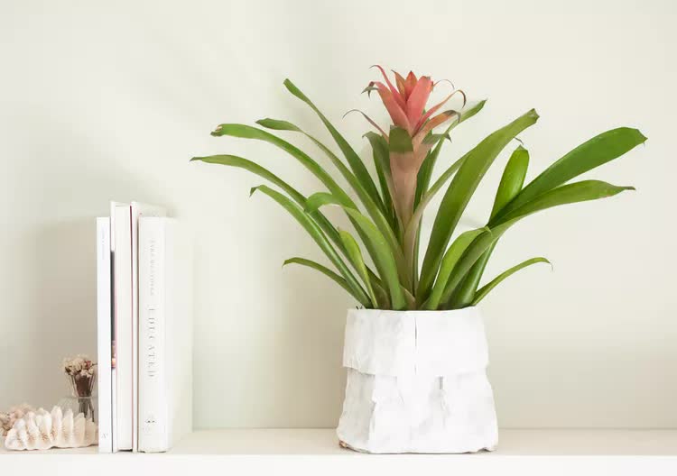 Đặt cây gì ở "tài vị" cho hút lộc? 5 loài cây dễ chăm, đẹp nhà, tiền về đều đặn- Ảnh 4. Đặt cây gì ở "tài vị" cho hút lộc? 5 loài cây dễ chăm, đẹp nhà, tiền về đều đặn- Ảnh 4.
