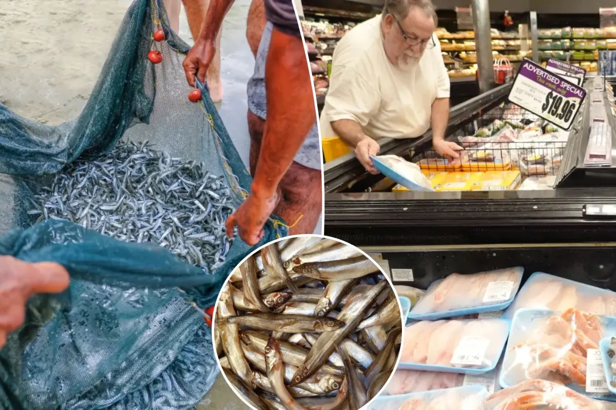 Loại cá mang lại sự trường thọ: Người Nhật rất thích ăn, biển Việt Nam rất sẵn, giá lại rẻ- Ảnh 1. Loại cá mang lại sự trường thọ: Người Nhật rất thích ăn, biển Việt Nam rất sẵn, giá lại rẻ- Ảnh 1.