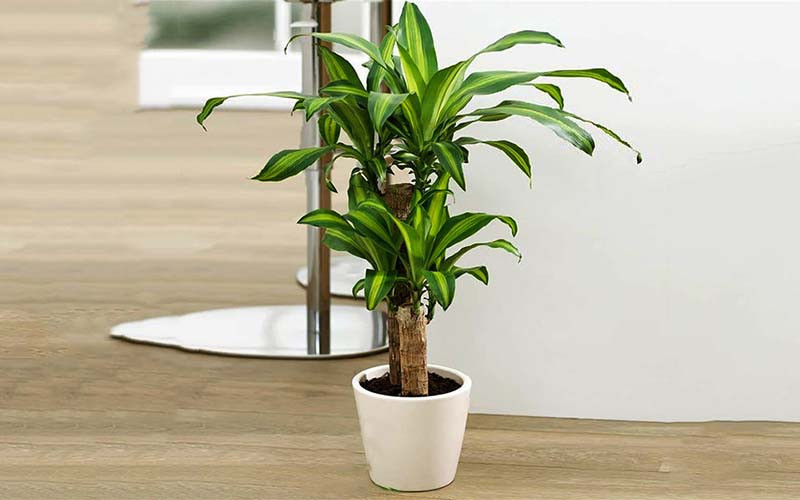 Giá không đắt nhưng 5 loại cây này được mệnh danh là “lá bùa giữ của” cho gia chủ tuổi trung niên- Ảnh 4. Giá không đắt nhưng 5 loại cây này được mệnh danh là “lá bùa giữ của” cho gia chủ tuổi trung niên- Ảnh 4.