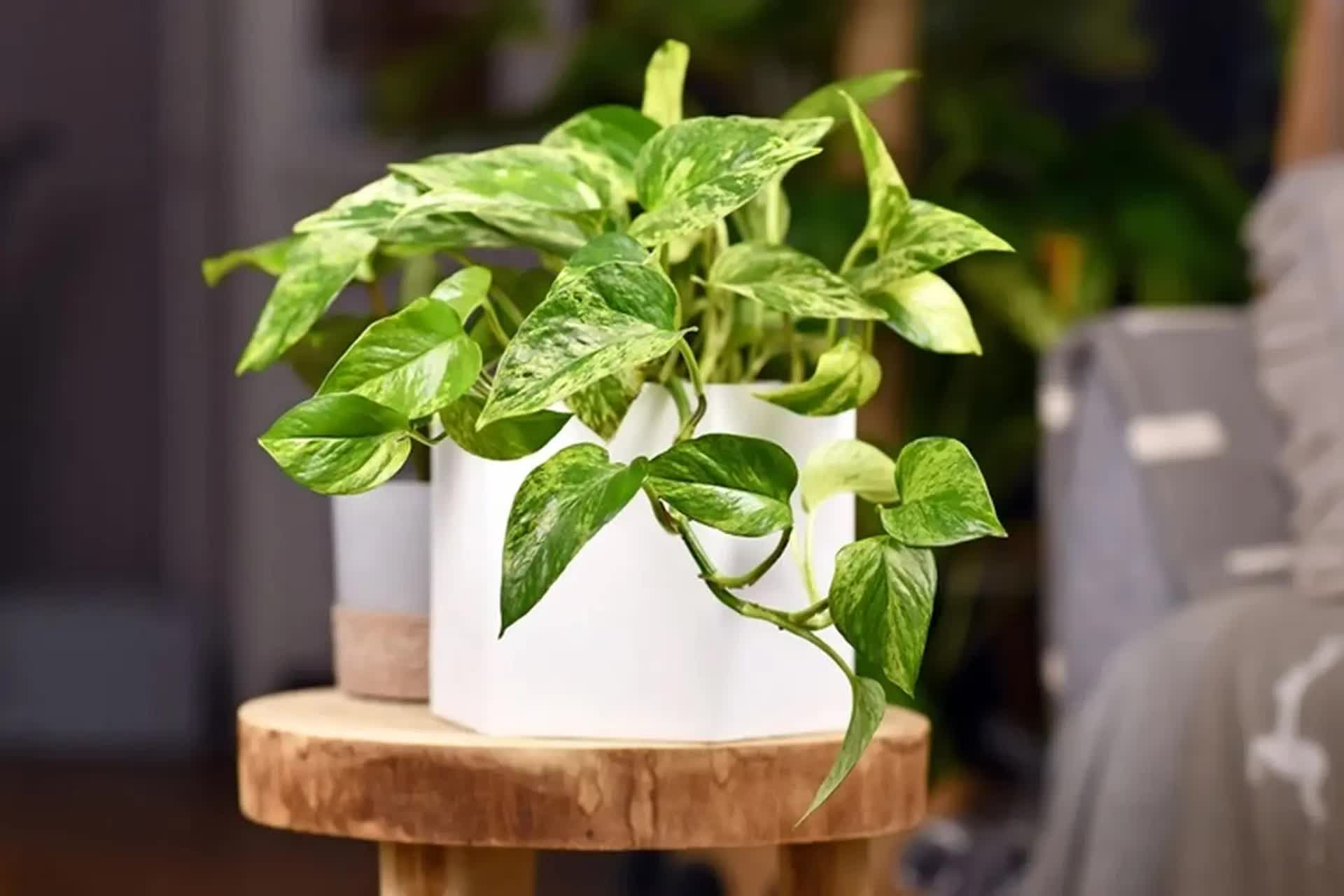 Giá không đắt nhưng 5 loại cây này được mệnh danh là “lá bùa giữ của” cho gia chủ tuổi trung niên- Ảnh 2. Giá không đắt nhưng 5 loại cây này được mệnh danh là “lá bùa giữ của” cho gia chủ tuổi trung niên- Ảnh 2.