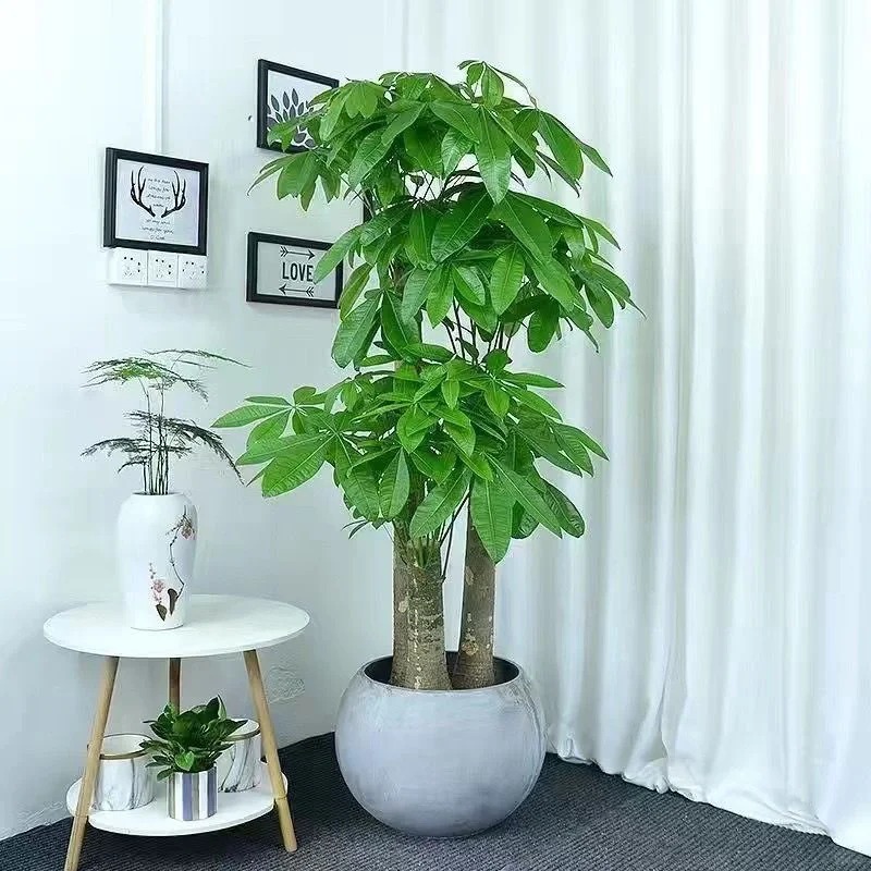 &ldquo;Trong nh&agrave; c&oacute; một c&acirc;y, cả nh&agrave; ấm no": 5 loại c&acirc;y nội thất đẹp, dễ sống, tăng sinh kh&iacute; cho tổ ấm- Ảnh 4.