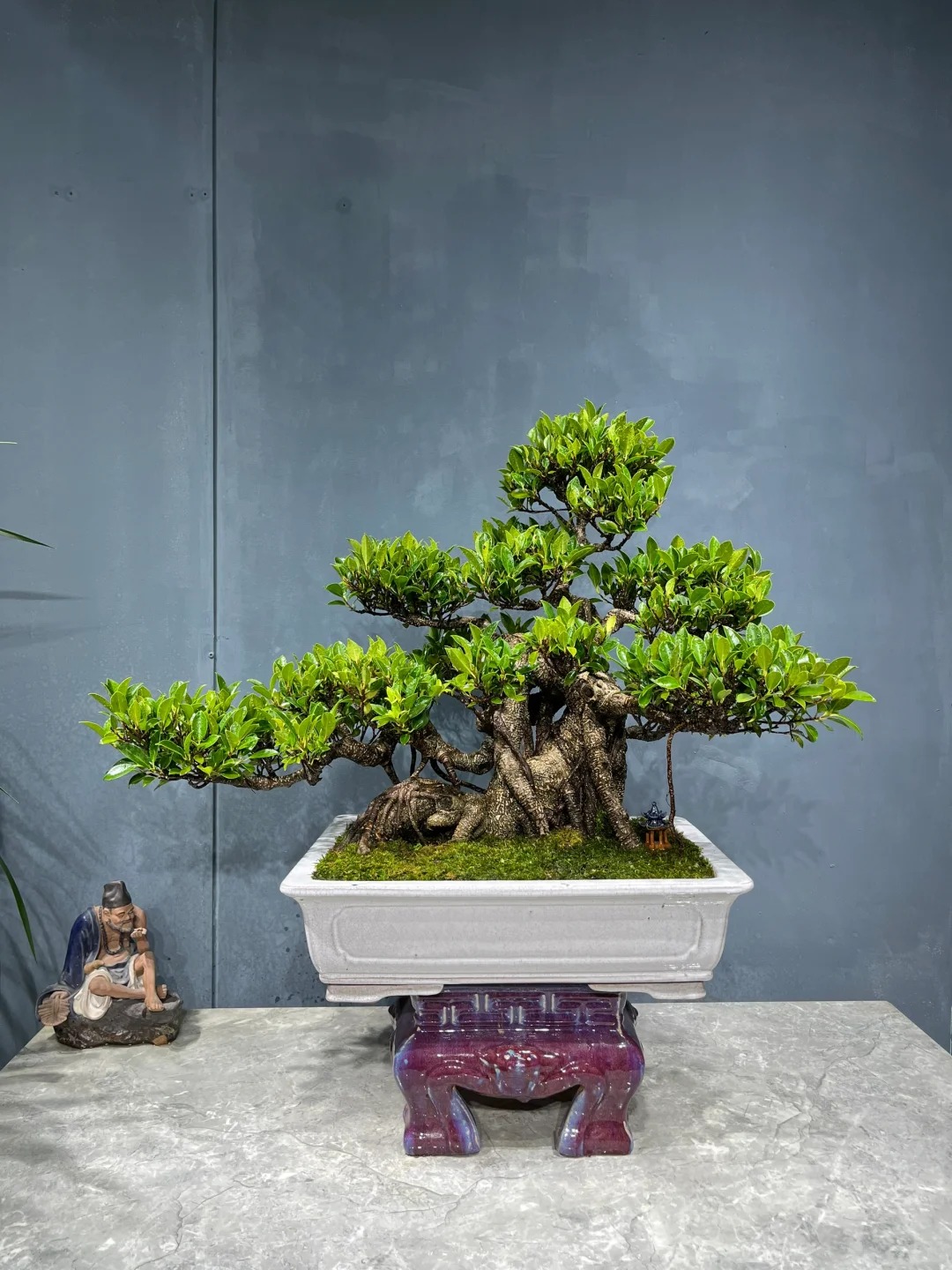 &ldquo;Trong nh&agrave; c&oacute; một c&acirc;y, cả nh&agrave; ấm no": 5 loại c&acirc;y nội thất đẹp, dễ sống, tăng sinh kh&iacute; cho tổ ấm- Ảnh 16.