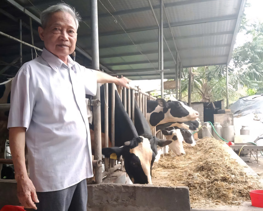 Lão nông thành tỷ phú bò sữa nhờ 'quyết định vàng'- Ảnh 1. Lão nông thành tỷ phú bò sữa nhờ 'quyết định vàng'- Ảnh 1.