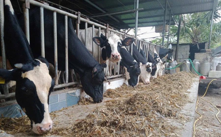 Lão nông thành tỷ phú bò sữa nhờ 'quyết định vàng'- Ảnh 2. Lão nông thành tỷ phú bò sữa nhờ 'quyết định vàng'- Ảnh 2.