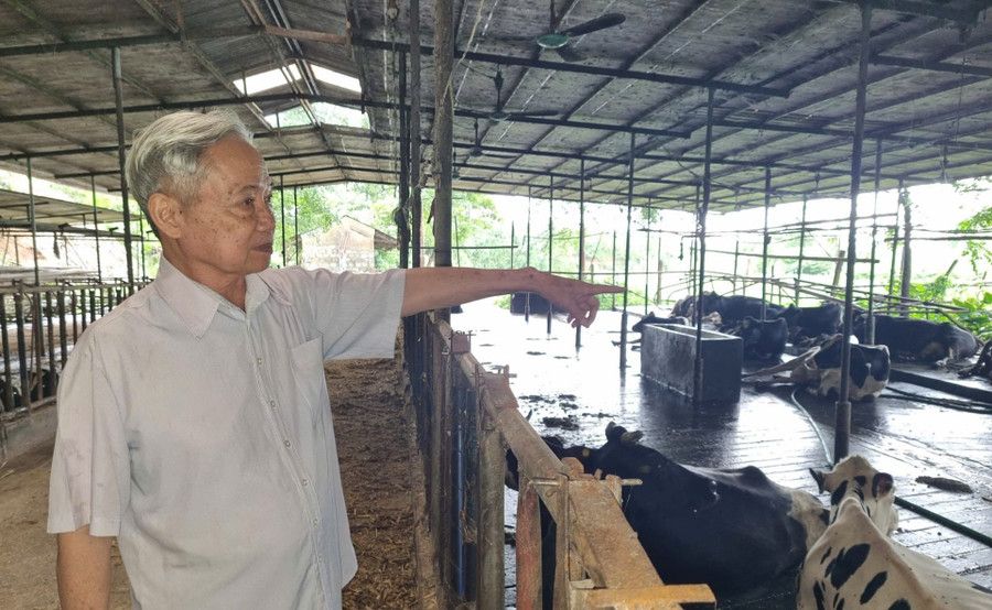 Lão nông thành tỷ phú bò sữa nhờ 'quyết định vàng'- Ảnh 3. Lão nông thành tỷ phú bò sữa nhờ 'quyết định vàng'- Ảnh 3.