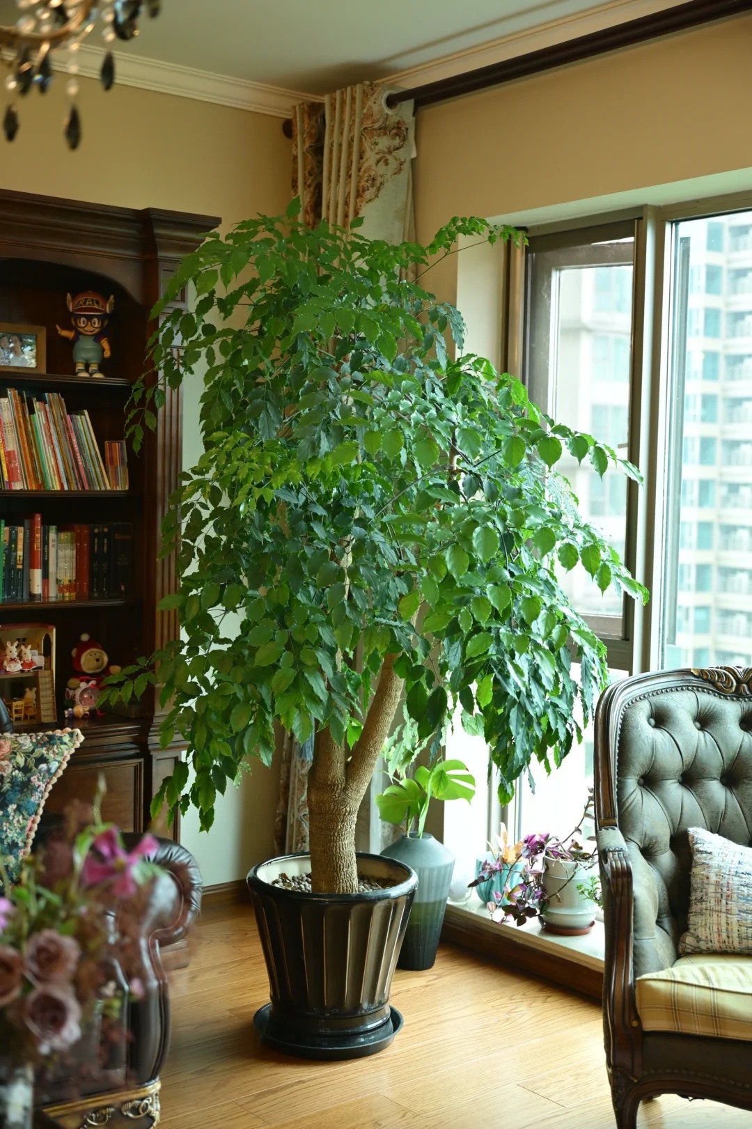 &ldquo;Trong nh&agrave; c&oacute; một c&acirc;y, cả nh&agrave; ấm no": 5 loại c&acirc;y nội thất đẹp, dễ sống, tăng sinh kh&iacute; cho tổ ấm- Ảnh 11.