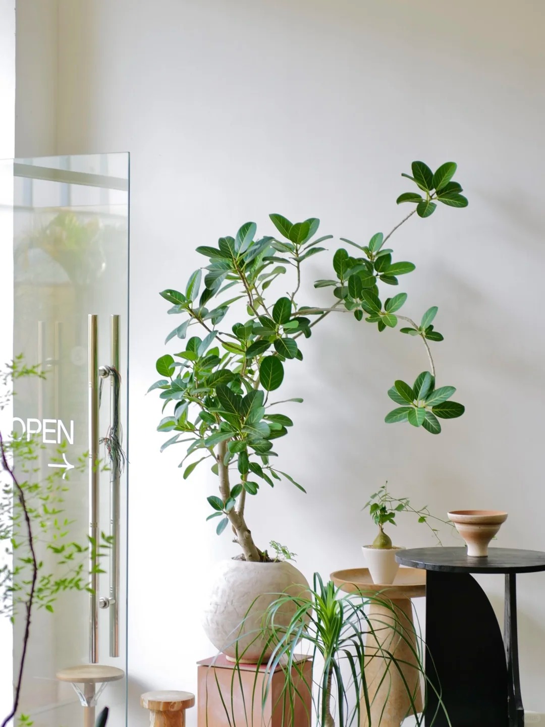 &ldquo;Trong nh&agrave; c&oacute; một c&acirc;y, cả nh&agrave; ấm no": 5 loại c&acirc;y nội thất đẹp, dễ sống, tăng sinh kh&iacute; cho tổ ấm- Ảnh 15.