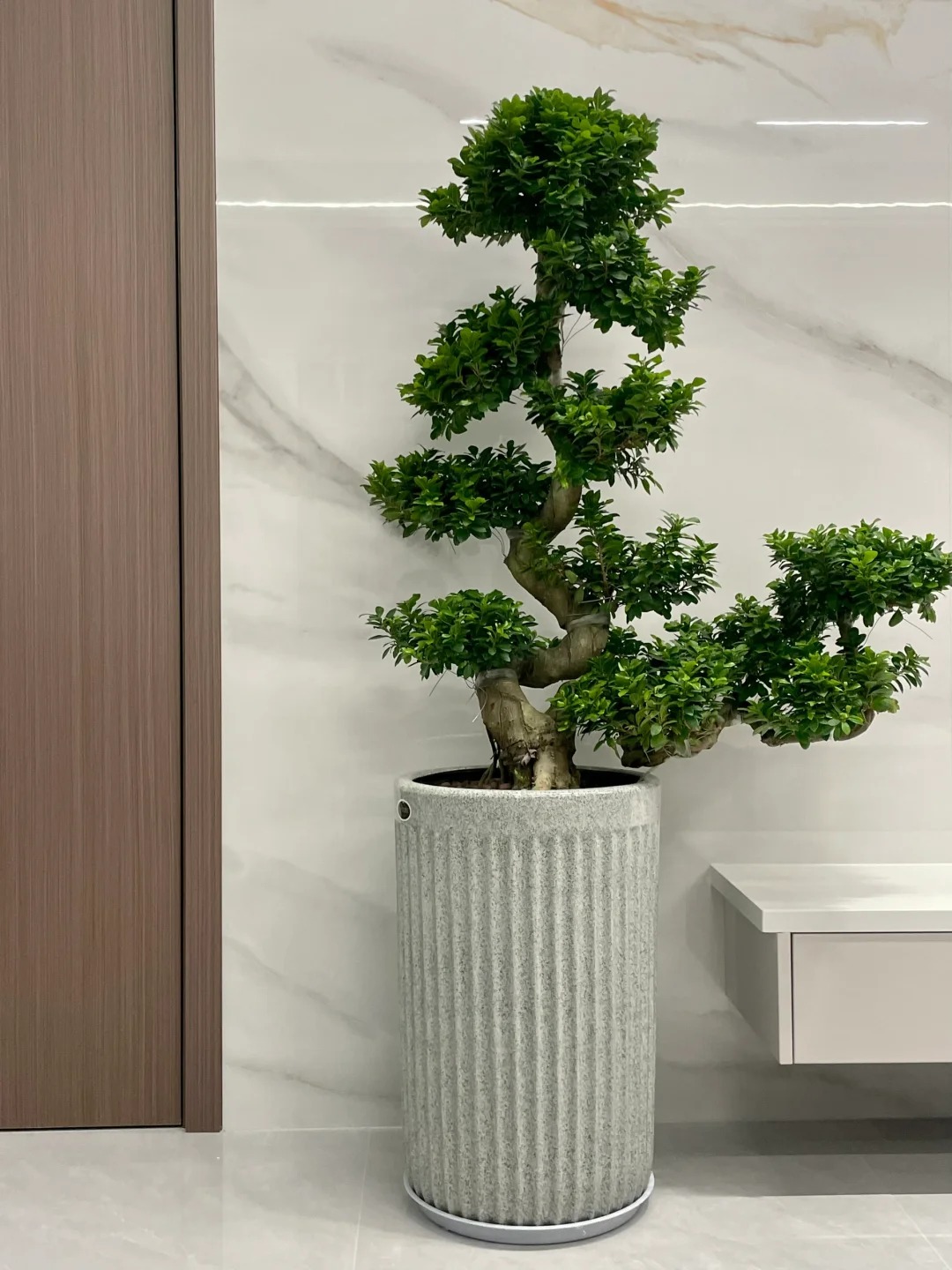 &ldquo;Trong nh&agrave; c&oacute; một c&acirc;y, cả nh&agrave; ấm no": 5 loại c&acirc;y nội thất đẹp, dễ sống, tăng sinh kh&iacute; cho tổ ấm- Ảnh 13.