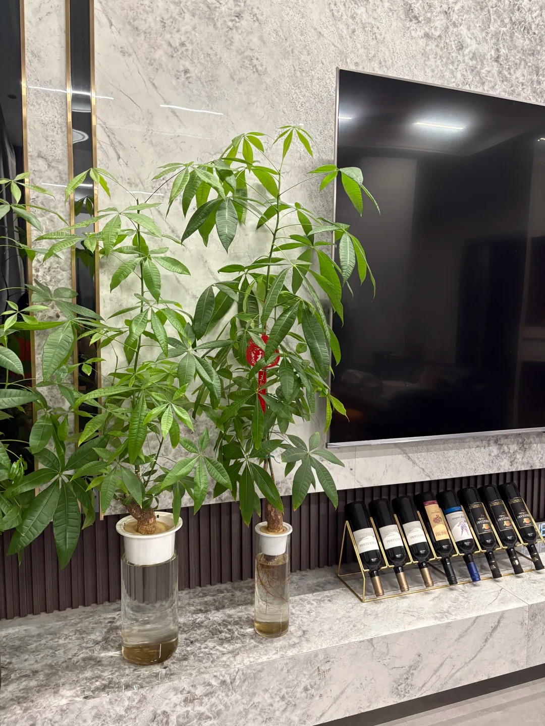 &ldquo;Trong nh&agrave; c&oacute; một c&acirc;y, cả nh&agrave; ấm no": 5 loại c&acirc;y nội thất đẹp, dễ sống, tăng sinh kh&iacute; cho tổ ấm- Ảnh 3.