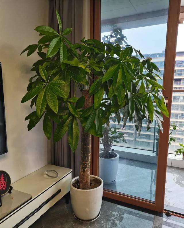 &ldquo;Trong nh&agrave; c&oacute; một c&acirc;y, cả nh&agrave; ấm no": 5 loại c&acirc;y nội thất đẹp, dễ sống, tăng sinh kh&iacute; cho tổ ấm- Ảnh 2.