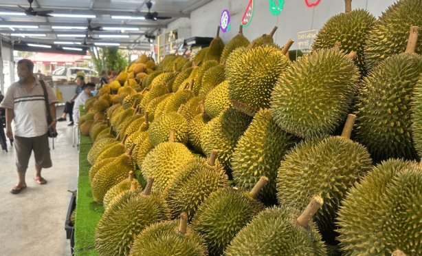 Là vựa sầu riêng lớn nhất Đông Nam Á, đối thủ của Việt Nam cho biết chỉ nhận về 10% giá trị vì trung gian qua Thái Lan, sắp xuất khẩu trực tiếp sang Trung Quốc- Ảnh 1. Là vựa sầu riêng lớn nhất Đông Nam Á, đối thủ của Việt Nam cho biết chỉ nhận về 10% giá trị vì trung gian qua Thái Lan, sắp xuất khẩu trực tiếp sang Trung Quốc- Ảnh 1.