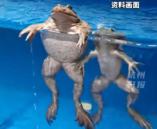 Cụ b&agrave; Trung Quốc 82 tuổi nuốt 8 con ếch sống để chữa đau lưng - Kết cục nhập viện cấp cứu v&igrave; nhiễm k&yacute; sinh tr&ugrave;ng- Ảnh 1.