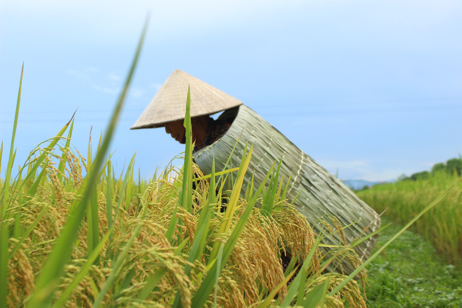 Những "lão làng" may áo chống nắng từ lá cây, góp phần cải thiện thu nhập- Ảnh 15.