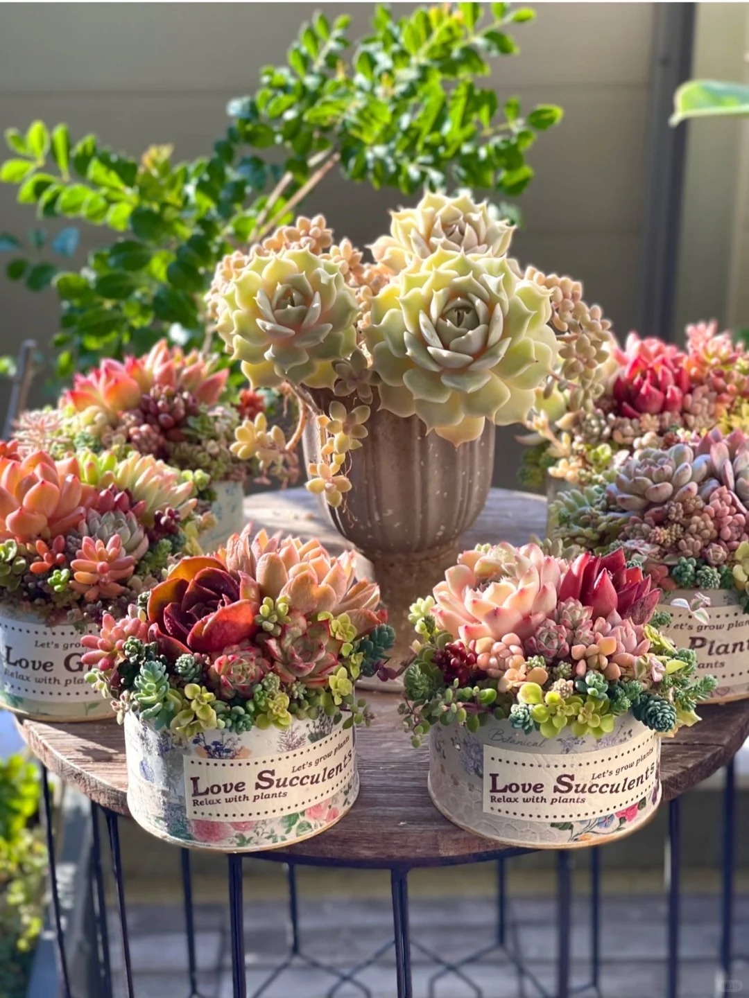 Sinh mùa hè dễ khuyết Thủy: Vì sao muốn “đổi vận” nên trồng cây sen đá?- Ảnh 9. Sinh mùa hè dễ khuyết Thủy: Vì sao muốn “đổi vận” nên trồng cây sen đá?- Ảnh 9.