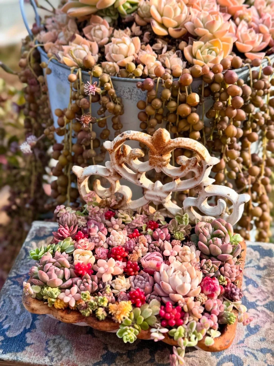 Sinh mùa hè dễ khuyết Thủy: Vì sao muốn “đổi vận” nên trồng cây sen đá?- Ảnh 8. Sinh mùa hè dễ khuyết Thủy: Vì sao muốn “đổi vận” nên trồng cây sen đá?- Ảnh 8.