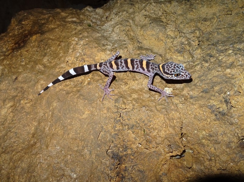 C&aacute; ngọt như m&igrave; ch&iacute;nh, được v&iacute; l&agrave; &ldquo;s&acirc;m dưới nước&rdquo;, nu&ocirc;i ở nơi đặc biệt gi&uacute;p n&ocirc;ng d&acirc;n thu gần 1 tỷ đồng mỗi năm- Ảnh 2.