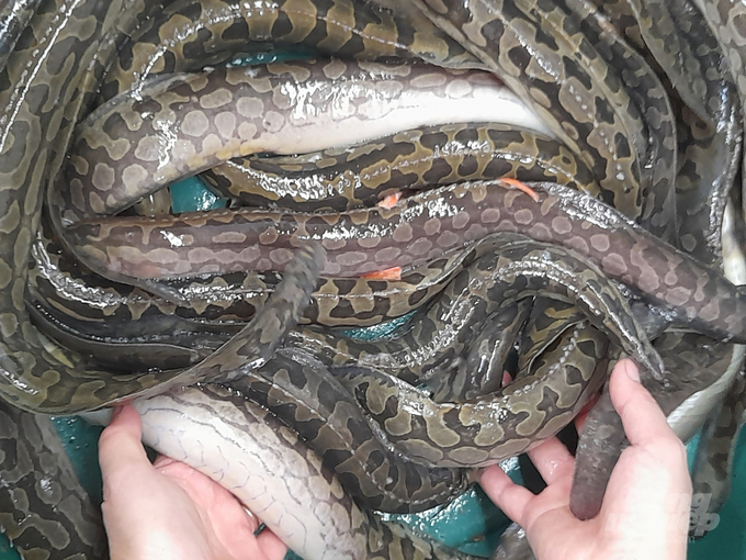 C&aacute; ngọt như m&igrave; ch&iacute;nh, được v&iacute; l&agrave; &ldquo;s&acirc;m dưới nước&rdquo;, nu&ocirc;i ở nơi đặc biệt gi&uacute;p n&ocirc;ng d&acirc;n thu gần 1 tỷ đồng mỗi năm- Ảnh 1.