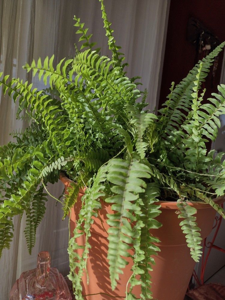 6 loại cây siêu hút ẩm, cứu nhà khỏi ẩm mốc mùa mưa- Ảnh 1. 6 loại cây siêu hút ẩm, cứu nhà khỏi ẩm mốc mùa mưa- Ảnh 1.