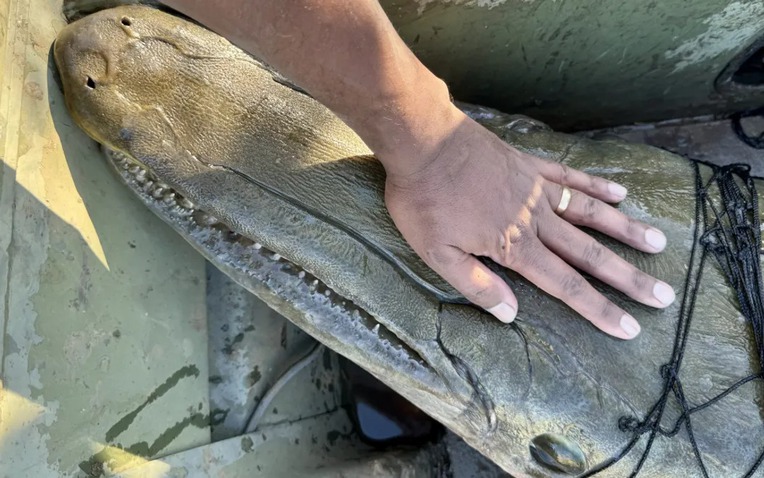 Ph&aacute;t hiện 'h&oacute;a thạch sống' khổng lồ dưới s&ocirc;ng Mississippi: Sinh vật cổ xưa khiến giới khoa học kinh ngạc- Ảnh 1.