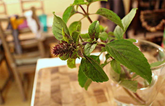 3 loại cây đuổi muỗi, lọc không khí hiệu quả cực dễ trồng- Ảnh 1.