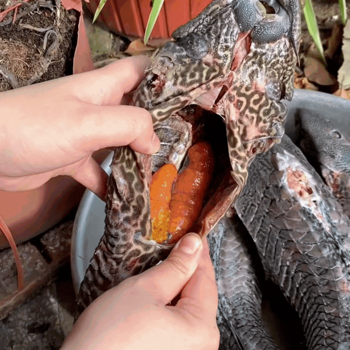 "Thủy quái thời tiền sử" được hội Tiktoker rần rần mukbang gây sốt cộng đồng mạng- Ảnh 5. "Thủy quái thời tiền sử" được hội Tiktoker rần rần mukbang gây sốt cộng đồng mạng- Ảnh 5.