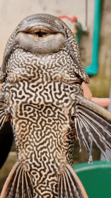 "Thủy quái thời tiền sử" được hội Tiktoker rần rần mukbang gây sốt cộng đồng mạng- Ảnh 1. "Thủy quái thời tiền sử" được hội Tiktoker rần rần mukbang gây sốt cộng đồng mạng- Ảnh 1.