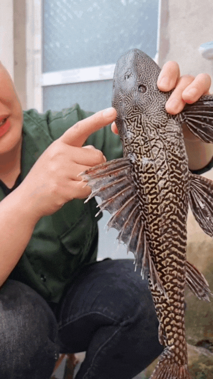 "Thủy quái thời tiền sử" được hội Tiktoker rần rần mukbang gây sốt cộng đồng mạng- Ảnh 2. "Thủy quái thời tiền sử" được hội Tiktoker rần rần mukbang gây sốt cộng đồng mạng- Ảnh 2.