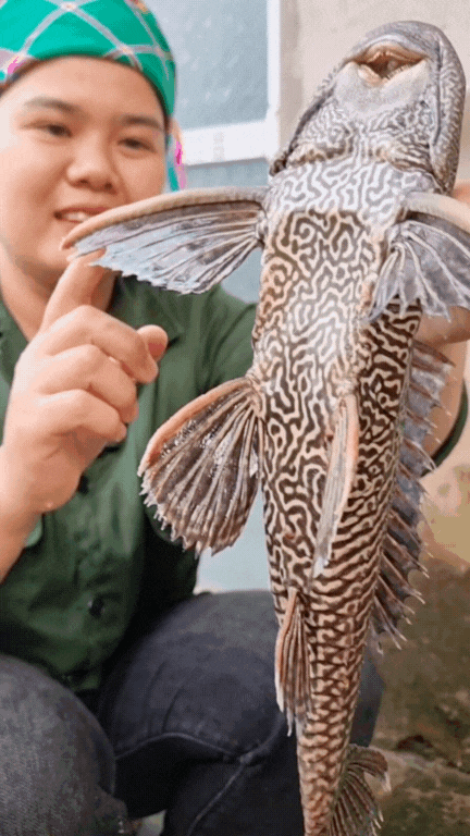 "Thủy quái thời tiền sử" được hội Tiktoker rần rần mukbang gây sốt cộng đồng mạng- Ảnh 3. "Thủy quái thời tiền sử" được hội Tiktoker rần rần mukbang gây sốt cộng đồng mạng- Ảnh 3.