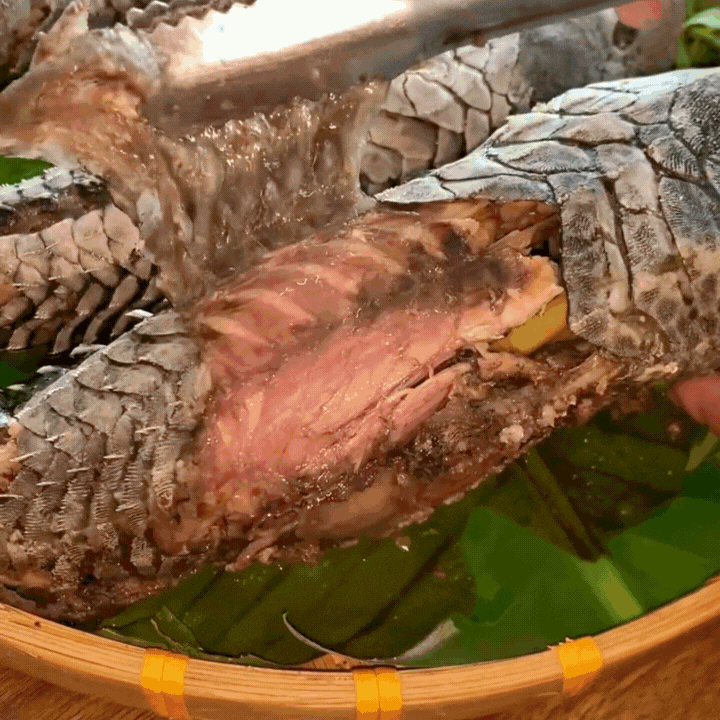 "Thủy quái thời tiền sử" được hội Tiktoker rần rần mukbang gây sốt cộng đồng mạng- Ảnh 10. "Thủy quái thời tiền sử" được hội Tiktoker rần rần mukbang gây sốt cộng đồng mạng- Ảnh 10.