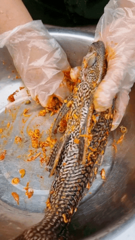 "Thủy quái thời tiền sử" được hội Tiktoker rần rần mukbang gây sốt cộng đồng mạng- Ảnh 17. "Thủy quái thời tiền sử" được hội Tiktoker rần rần mukbang gây sốt cộng đồng mạng- Ảnh 17.