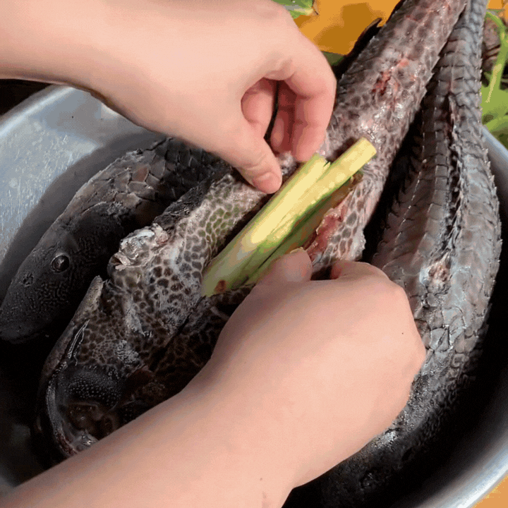 "Thủy quái thời tiền sử" được hội Tiktoker rần rần mukbang gây sốt cộng đồng mạng- Ảnh 6. "Thủy quái thời tiền sử" được hội Tiktoker rần rần mukbang gây sốt cộng đồng mạng- Ảnh 6.