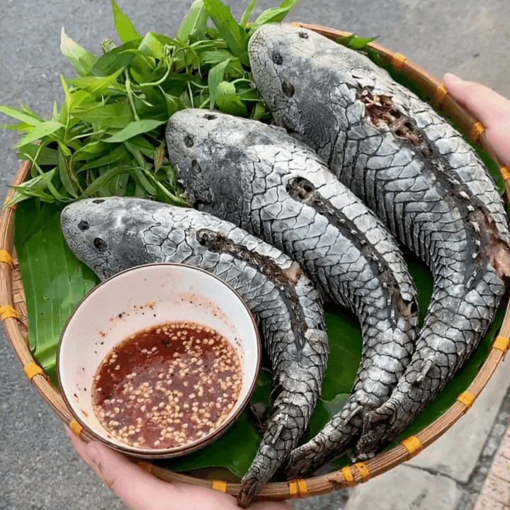 "Thủy quái thời tiền sử" được hội Tiktoker rần rần mukbang gây sốt cộng đồng mạng- Ảnh 9. "Thủy quái thời tiền sử" được hội Tiktoker rần rần mukbang gây sốt cộng đồng mạng- Ảnh 9.