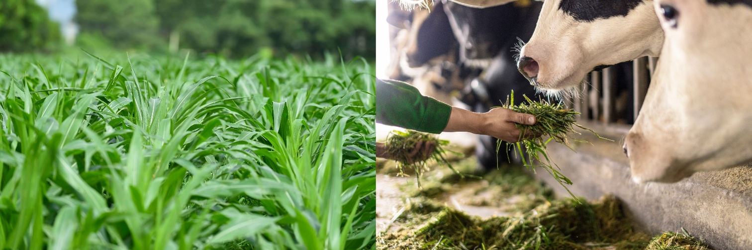 Mở khóa tự nhiên bên trong 