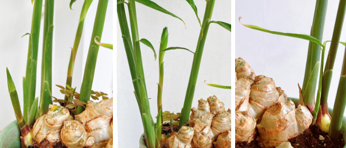 Không ngờ củ gừng bé xíu trong bếp lại là "bảo bối" phong thủy, giúp cả nhà tôi tránh nồm ẩm mốc, đón vượng khí!- Ảnh 4.