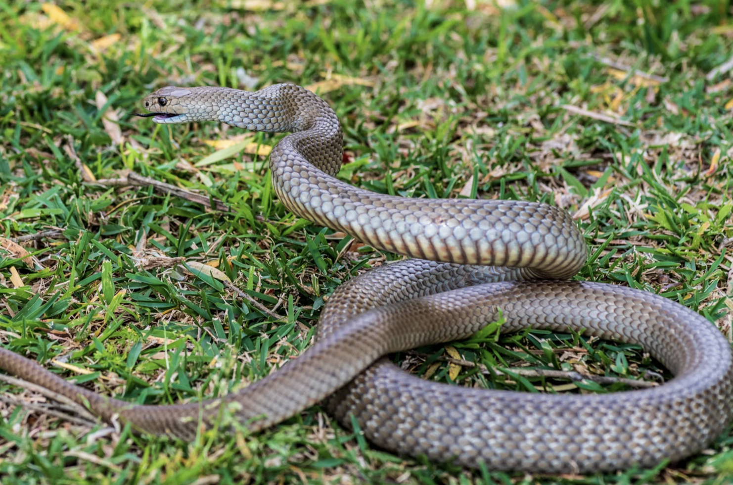 Đừng làm điều này khi gặp rắn vì chúng không sợ đâu - chuyên gia đã kiểm chứng- Ảnh 1.