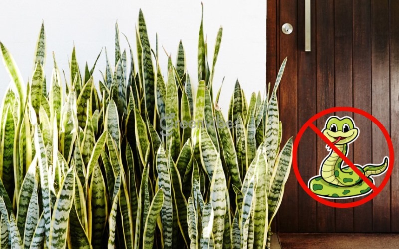 3 cây vừa trấn trạch vừa đuổi rắn: Nhà giàu thích trồng- Ảnh 1.