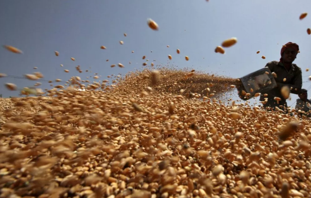 Không phải gạo hay ngô, Ukraine vừa đưa hàng trăm nghìn tấn nông sản quan trọng về Việt Nam chỉ trong 1 tháng: Nước ta tiêu thụ đứng top thế giới, thuế nhập khẩu 0% - Ảnh 1. Không phải gạo hay ngô, Ukraine vừa đưa hàng trăm nghìn tấn nông sản quan trọng về Việt Nam chỉ trong 1 tháng: Nước ta tiêu thụ đứng top thế giới, thuế nhập khẩu 0% - Ảnh 1.