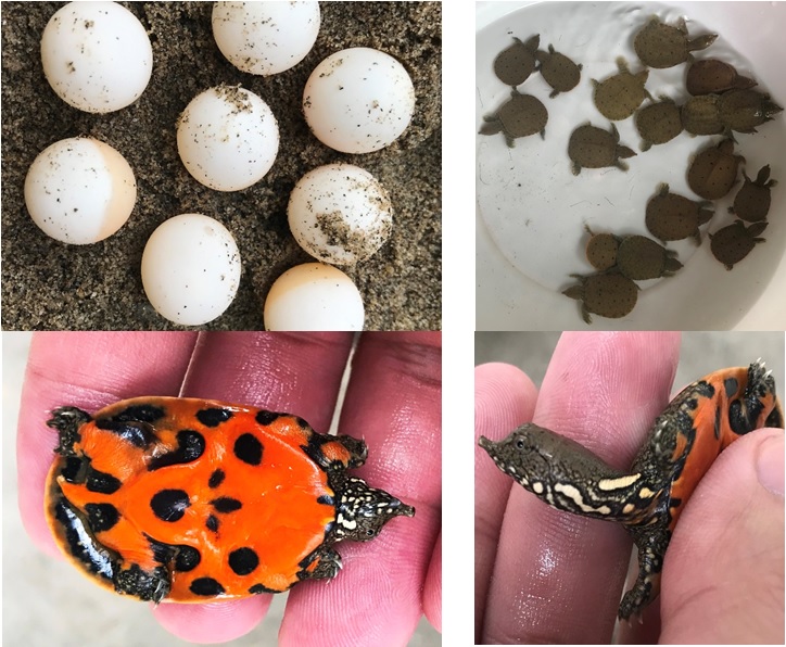 Nhà khoa học Việt Nam - Đức hợp lực: Cứu “báu vật” quý hiếm khỏi nguy cơ tuyệt chủng- Ảnh 1. Nhà khoa học Việt Nam - Đức hợp lực: Cứu “báu vật” quý hiếm khỏi nguy cơ tuyệt chủng- Ảnh 1.