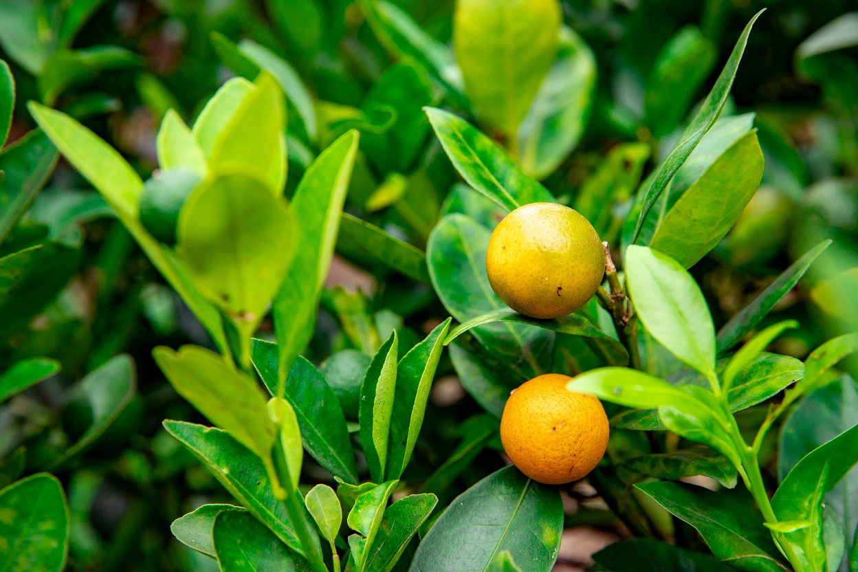 Bác sĩ Anh phấn khích vì phát hiện ra 1 loại quả siêu bổ dưỡng: Người Việt đã dùng làm thuốc từ lâu- Ảnh 1.