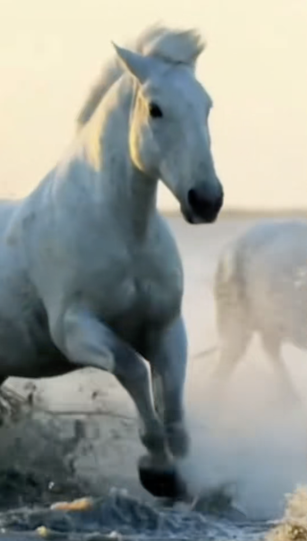 Tình trạng “đáng báo động” của khách Tây khi thử đặc sản Việt Nam- Ảnh 4. Tình trạng “đáng báo động” của khách Tây khi thử đặc sản Việt Nam- Ảnh 4.